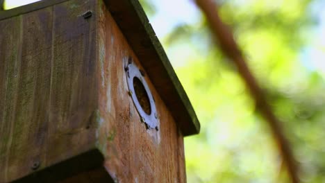 Nahaufnahme-Einer-Niedlichen-Kleinen-Meise-Am-Eingang-Ihres-Vogelhäuschens-Mit-Futter-Im-Schnabel