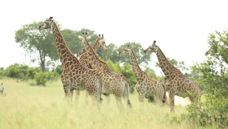 Plano-General-De-Una-Manada-De-Jirafas-De-Pie-En-El-Gran-Kruger