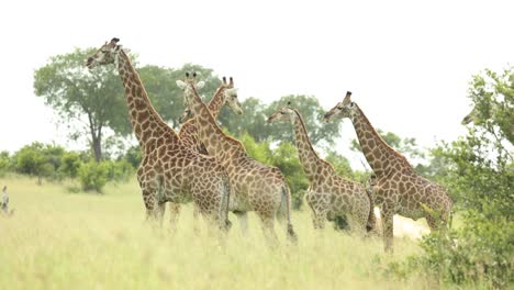 plano general de una manada de jirafas de pie en el gran kruger