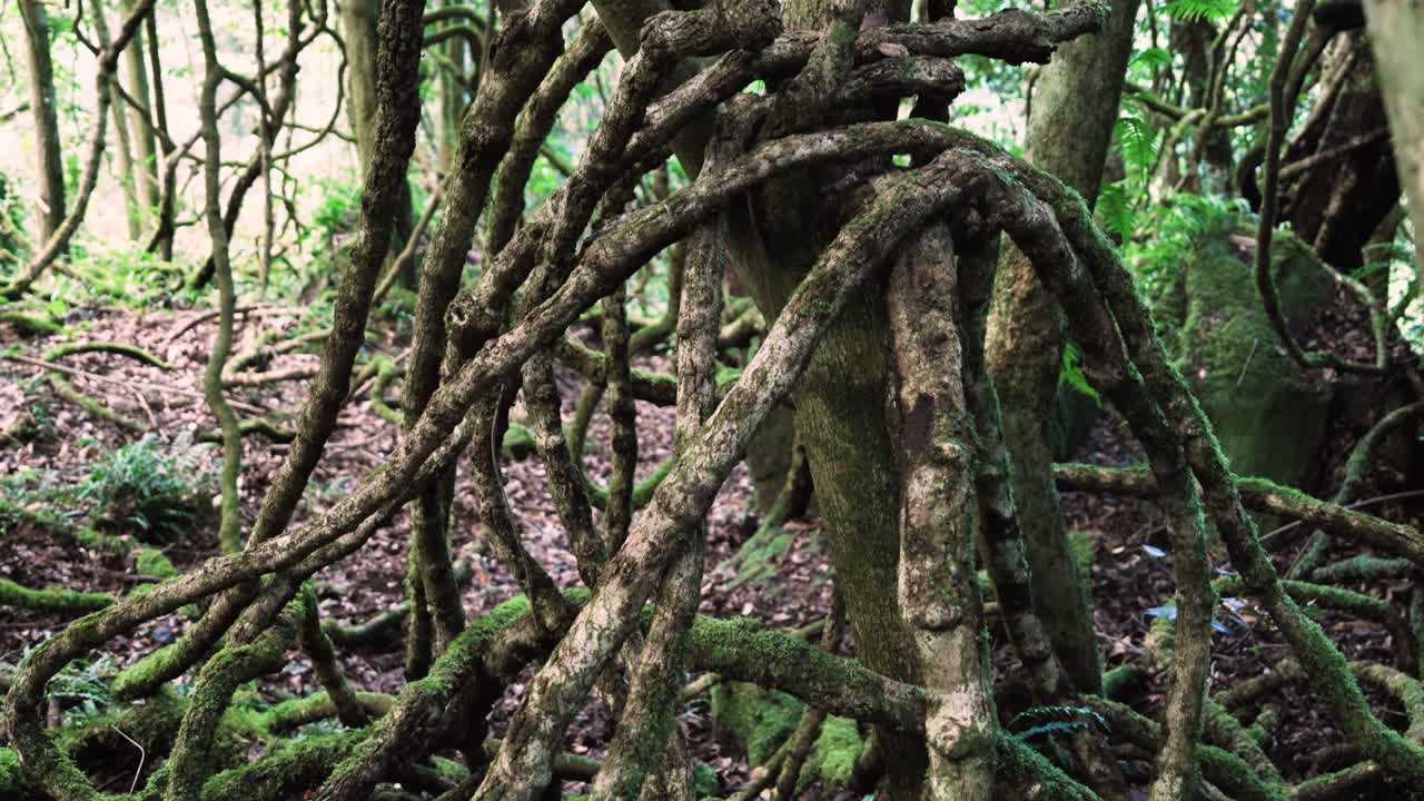 Old Growth Roots Covered In Moss At The Blue Mountains In New South Wales, Australia. Tracking Shot