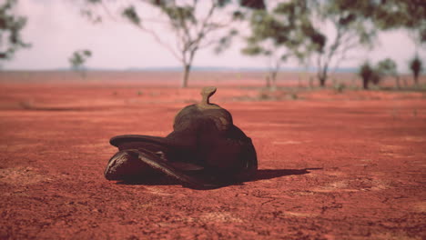 abandoned saddle in the australian outback