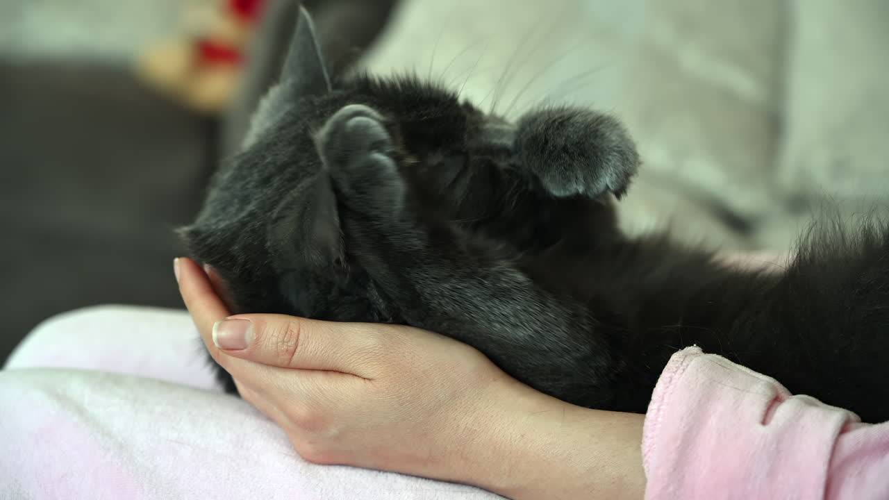 Close up of a black cat lying on its back, resting peacefully in human hands