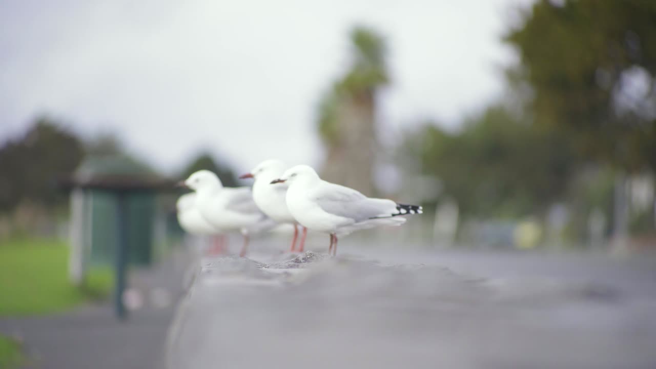 두 마리의 새가 다른 새들과 합류하는 벽돌에 착지