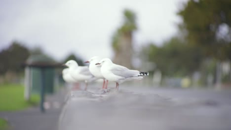 Zwei-Vögel-Landen-Auf-Dem-Backstein-Und-Gesellen-Sich-Zu-Anderen-Vögeln