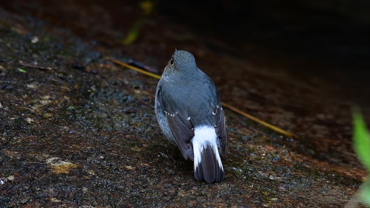이 암컷 plumbeous redstart는 수컷만큼 화려하지는 않지만 확실히 귀여운 새의 공처럼 푹신합니다.
