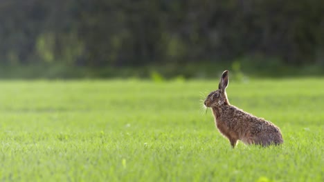 Liebre-pastando-en-campo-de-hierba