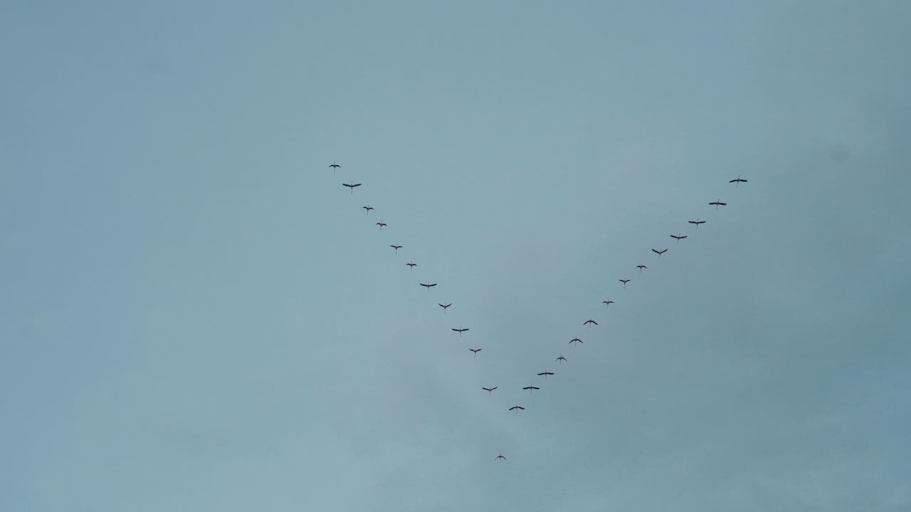 많은 새들이 하늘을 날고 있다