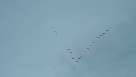 muchos pájaros vuelan en el cielo