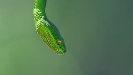 The-White-lipped-Pit-Viper-is-a-venomous-pit-viper-endemic-to-Southeast-Asia-and-is-often-found-during-the-night-waiting-on-a-branch-or-limb-of-a-tree-near-a-body-of-water-with-plenty-of-food-items