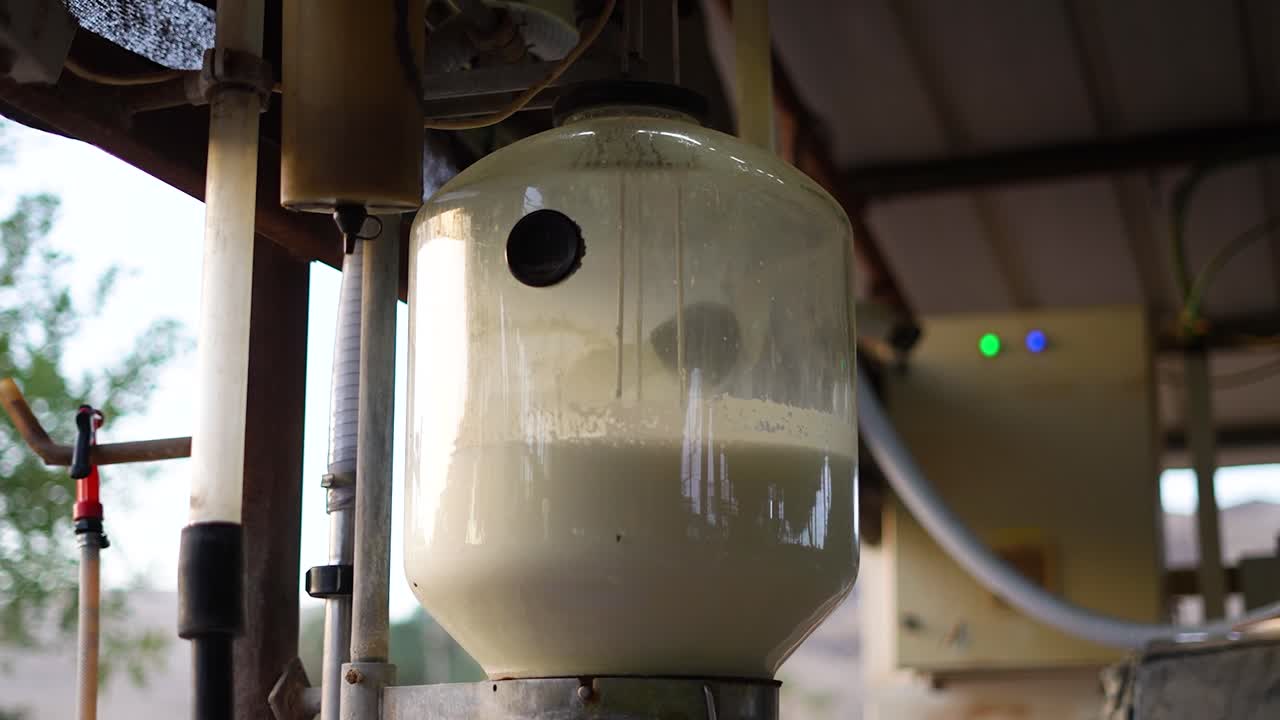 Milk flowing into large milk jar on automatic milking machine in dairy factory