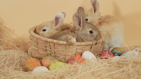 Conejitos-De-Pascua-Asomando-Desde-El-Interior-De-La-Cesta-De-Mimbre-Rodeados-De-Huevos---Tiro-Medio-A-Nivel-De-Los-Ojos