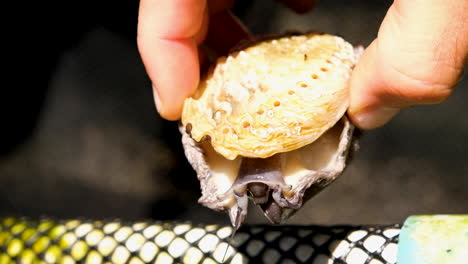 inspecting a juvenile south african abalone on commercial aquaculture farm