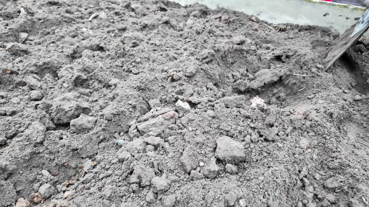 el video demuestra el proceso de plantar patatas en el jardín