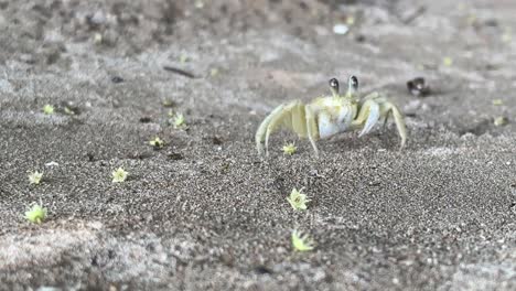 white and yellow atlantic ghost crab moving around on sand - ocypode quadrata