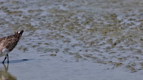 Alimentándose-Solo-En-Una-Marisma-Empujando-Su-Pico-En-El-Barro-Para-Su-Comida-Especial,-Calidris-Ruficollis-De-Cuello-Rojo,-Tailandia