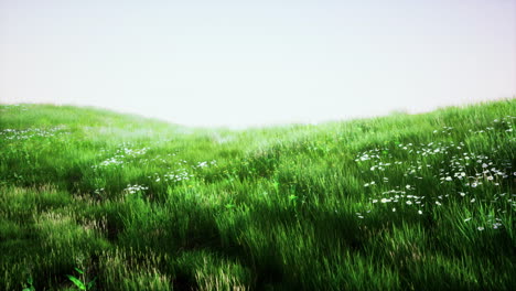 tuscany landscape with beautiful green hills springtime