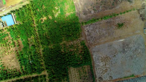 Vista-De-Arriba-Hacia-Abajo-De-Un-Dron-De-4k-De-Una-Pequeña-Plantación-De-Palmeras-Tropicales-En-El-Caribe,-La-Luz-Del-Sol-Barriendo-Con-La-Sombra-De-La-Nube