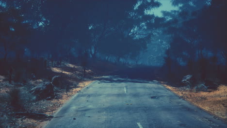 beautiful tree lined road in the tunnel of trees