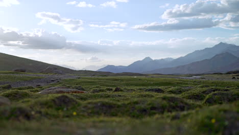 Stabile-shot-as-a-young-calf-walking-on-a-green-field-with-flowers-in-the-mountains