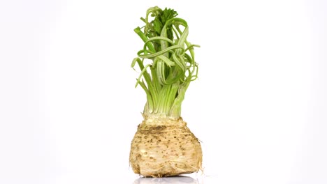 endless loop of a fresh celery root rotating on a white background. side view.