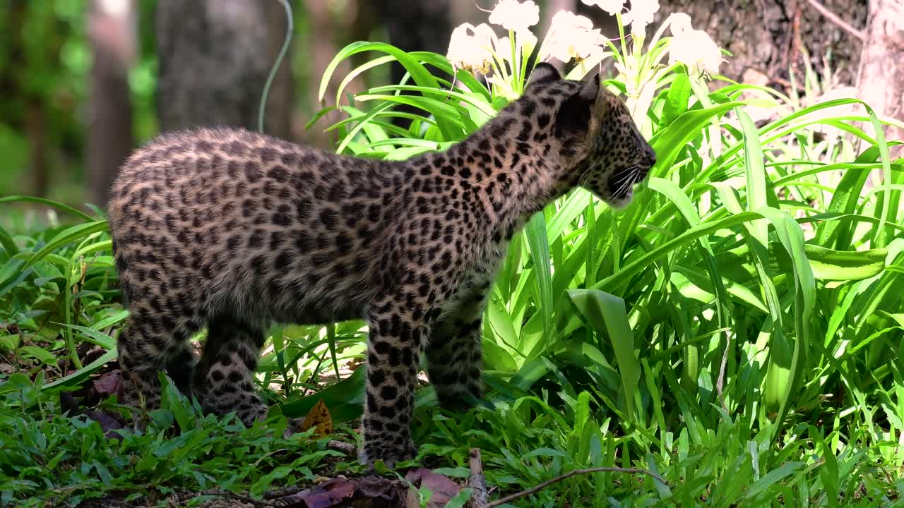 el leopardo de indochina es una especie vulnerable y uno de los grandes felinos de tailandia