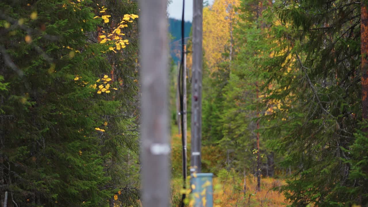 전력선은 가을 숲의 은 을 통과합니다.