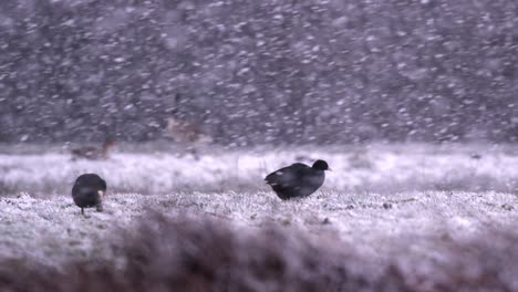 Gansos-Negros-En-Busca-De-Comida-En-Una-Tormenta-De-Nieve