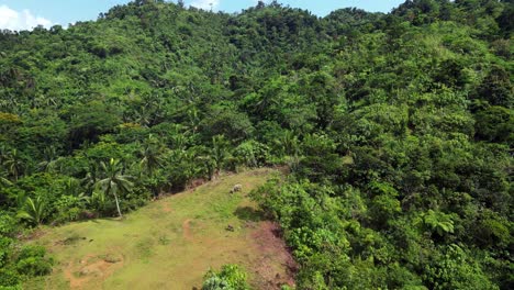 Aerial-orbit-around-open-grassy-hillside-in-tropical-forest-jungle-with-palm-trees