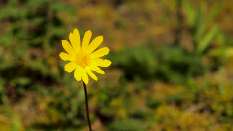 Flor-Amarilla-A-La-Luz-Del-Día-Con-Un-Poco-De-Brisa-Y-Arbustos-Silvestres-En-El-Fondo