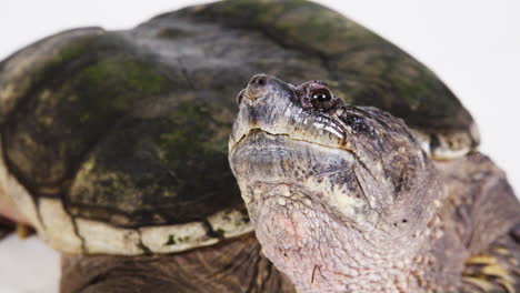 Cerca-De-La-Cara-Y-El-Caparazón-De-Una-Tortuga-Mordedora