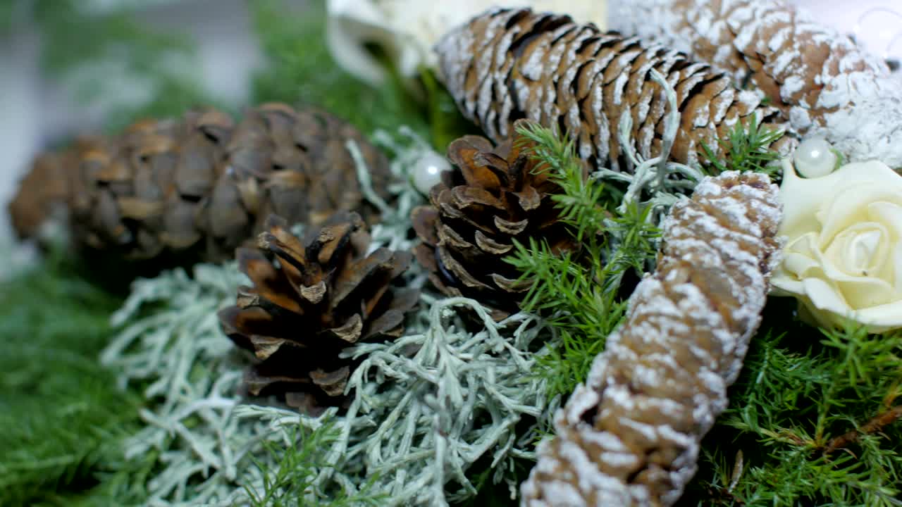 색 배경에 고립 된 콘이 있는 소나무, 소나무 및 소나무 가지에서 크리스마스 꽃받침. 축제 장식