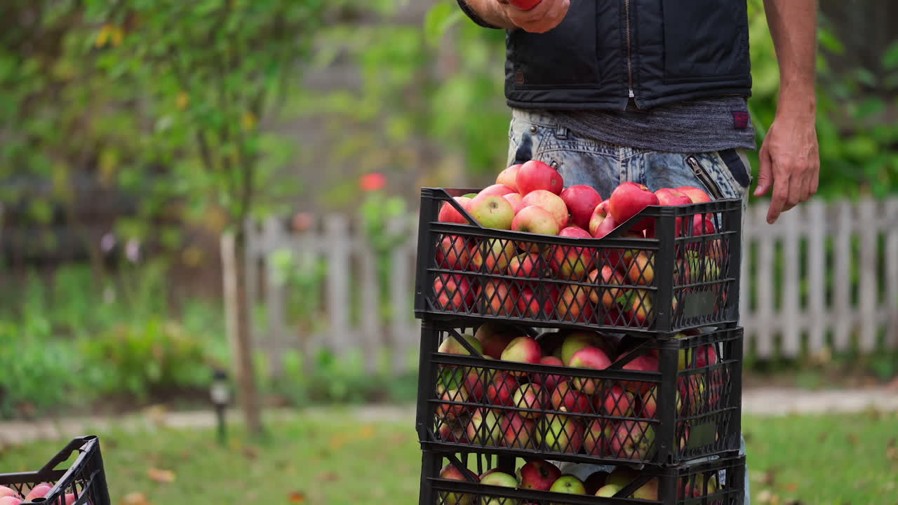 Organic ripe red apples in wooden box. Fall harvest cornucopia in autumn season. Fresh fruit on the green grass. Boxes with apples one at another.