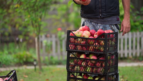 organic ripe red apples in wooden box. fall harvest cornucopia in autumn season. fresh fruit on the green grass. boxes with apples one at another.