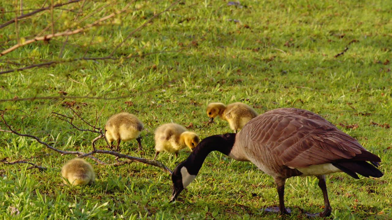 Slow-mo captures every wobble and splash of these just-born geese.