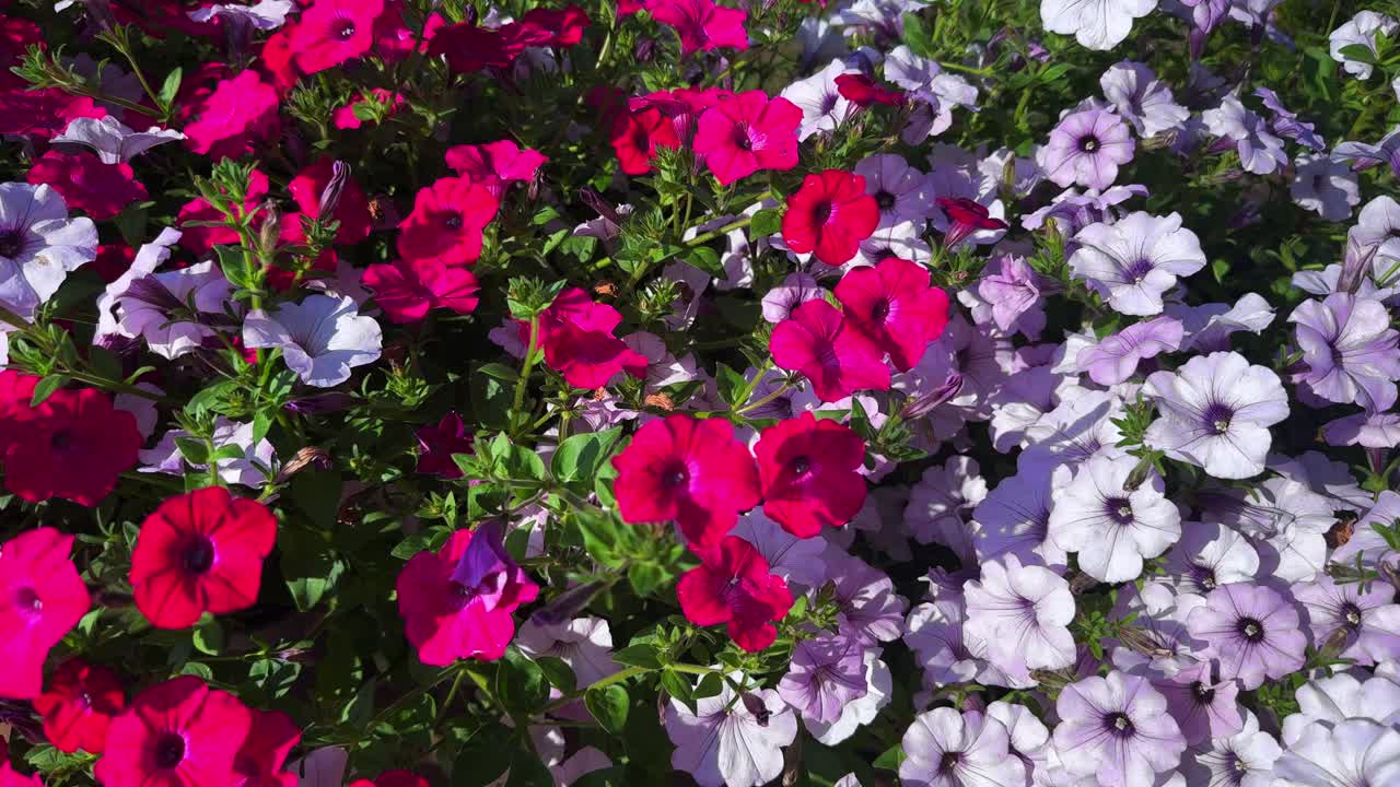 A Lush Array of Vibrant Petunias Showcasing a Beautiful Spring Garden with a Harmonious Blend of Pink and Purple Blooms in Full Bloom Under Clear Skies