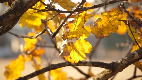 hojas doradas de otoño listas para caer