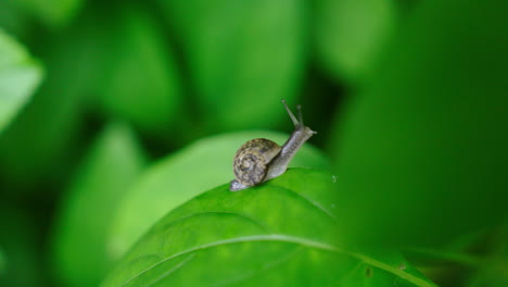 close up de un caracol curioso en una hoja verde