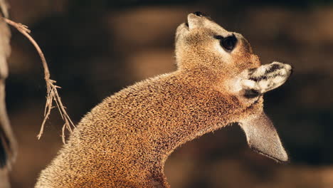 vue verticale de la tête d'un klipspringer femelle qui mâche de la nourriture