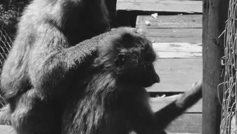 two monkeys cleaning themselves in nairobi  national park