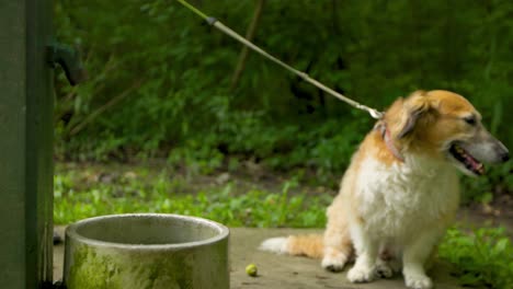 A-thirsty-dog-sits-next-to-its-owner-at-a-drinking-fountain