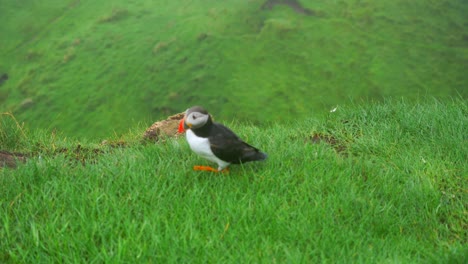 Closeup-of-common-puffin-walking-on-grass-in-Mykines,-Faroe-Islands