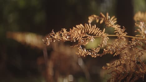 A-closeup-of-a-wild-leaf-waving-in-the-wind-in-Budleigh-Salterton,-Devon,-UK