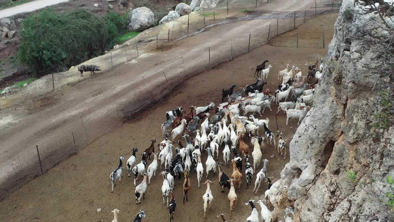 큰 의 염소들이 그리스의 한 산을 따라 함께 움직인다.