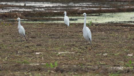 Bandada-De-Garcetas-Grandes-Vistas-De-Pie-En-Las-Tierras-Agrícolas,-Vadeando-Y-Buscando-Cultivos-Caídos-En-Los-Arrozales-Cosechados,-Primer-Plano-A-Nivel-Del-Suelo