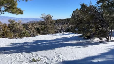 tiro de seguimiento a través del camino de la nieve a lo largo del paisaje de los árboles del bosque, temporada de invierno