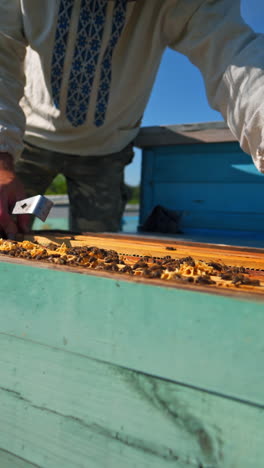 apiculture in summer. beekeeper looks after bees on apiary. beehives with frames on green grass in rural place. beekeeping process. vertical video