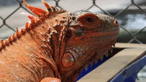 close-up of a red iguana