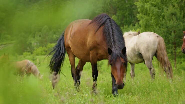 Gruppo di cavalli selvaggi che mangiano l'erba nel campo.