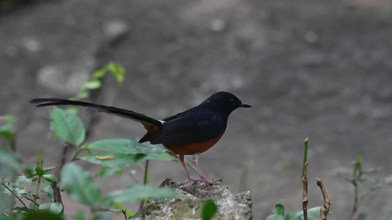 encaramado en una roca mirando hacia la derecha luego salta para volar lejos, shama copsychus malabaricus, tailandia