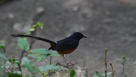 Perched-on-a-rock-facing-to-the-right-then-jumps-off-to-fly-to-away,-White-rumped-Shama-Copsychus-malabaricus,-Thailand